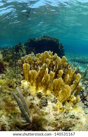 Underwater aquatic marine life and coral in ocean