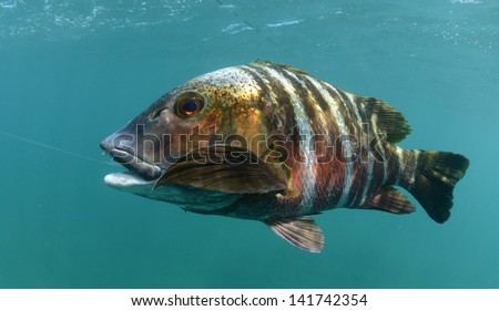 barred pargo fish in water with hook in its mouth after its been caught