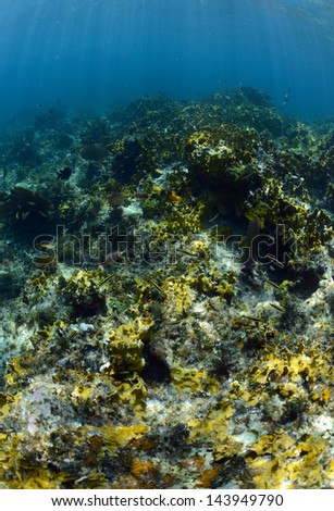 Tropical fish underwater in the ocean on a coral reef in a warm climate