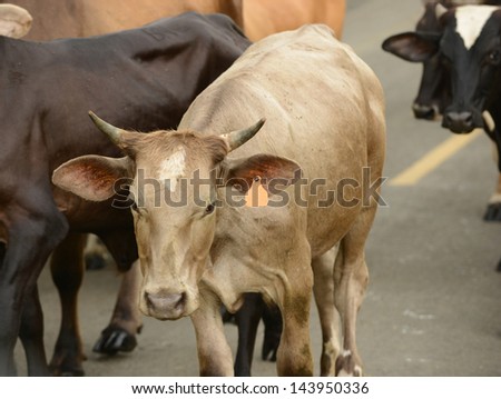 group of cows walking down road in panama with focus on brown cow