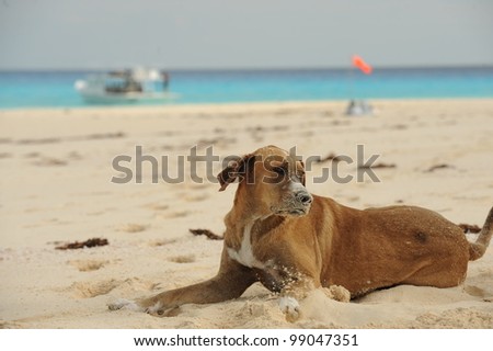 Happy dog covered in sand on beach
