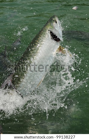 Tarpon jumping out of the ocean