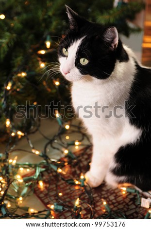 Holiday pet safety and cat with Christmas lights