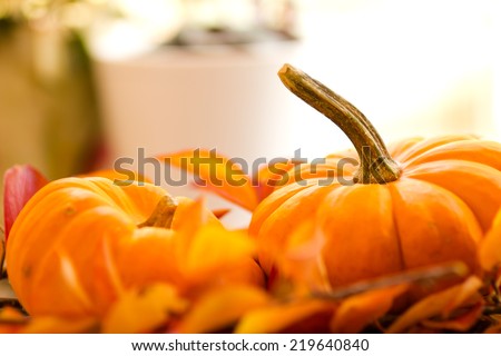 Baby Pumpkins on a Bed of Fall Leaves with a white background