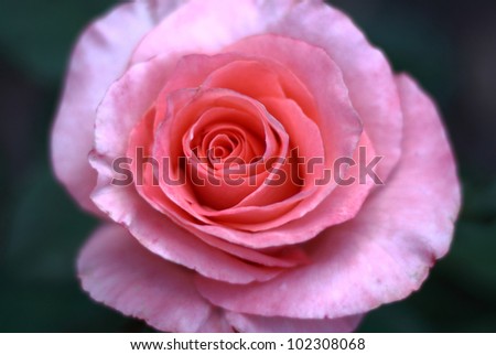 Beautiful Pink Rose in Australian Botanical Gardens
