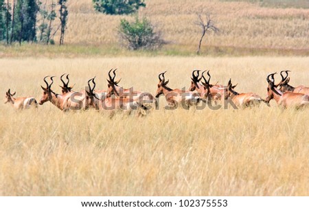Herd of redhartebeest on the run