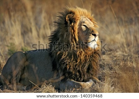 African wild lion