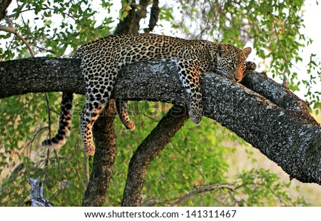 Wild african leopard in tree