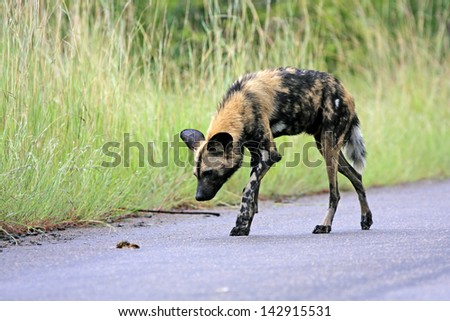 African wild dogs or painted wolf as they are also called