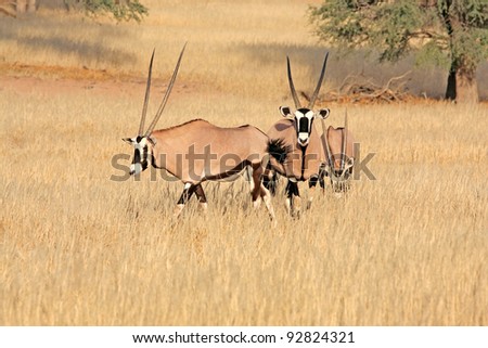 Group of gemsbok in desert