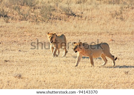 African lions hunting in the Kgalagadi desert