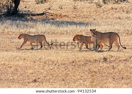 African lions hunting in Kgalagadi desert