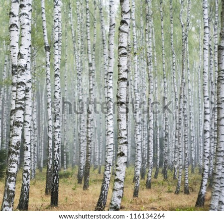 [Obrazek: stock-photo-tree-of-the-birch-by-autumn-...134264.jpg]