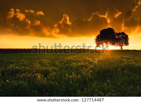 [Obrazek: stock-photo-trees-and-sunset-127714487.jpg]