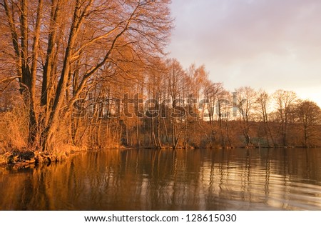 lake sunset. red light on withered trees,