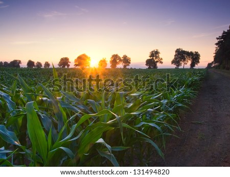 [Obrazek: stock-photo-green-corn-field-at-sunset-131494820.jpg]