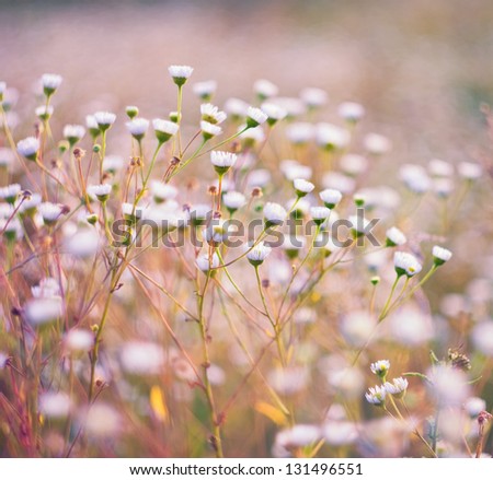 [Obrazek: stock-photo-white-flowers-at-springtime-131496551.jpg]