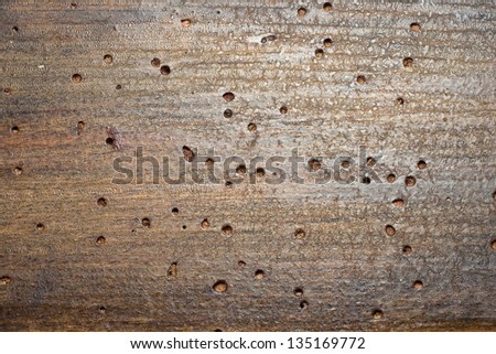Wood worm holes