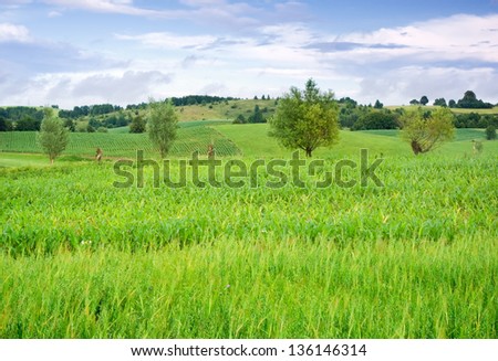 trees on hills with blue sky. landscape
