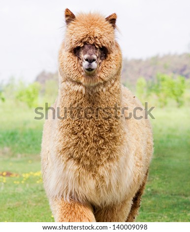 [Obrazek: stock-photo-young-alpaca-male-140009098.jpg]