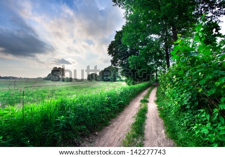 sandy road and trees alley. rural landscape