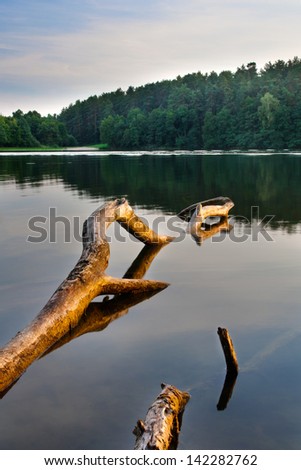Lake sunset with gold light and old trunk in water
