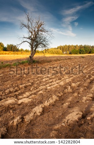 plowed field and old withered tree