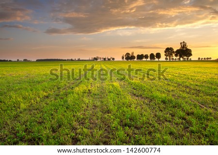 [Obrazek: stock-photo-trees-and-sunset-on-grass-fi...600774.jpg]