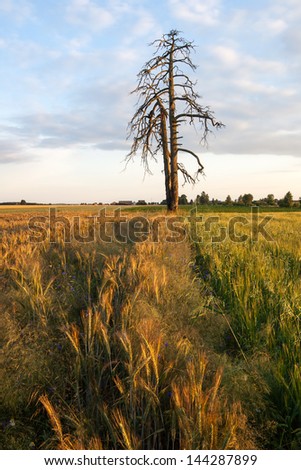 old withered tree and rye field