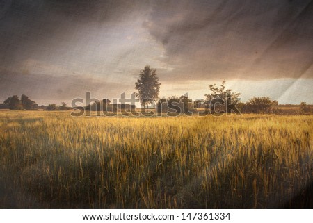Wheat field at sunset. painting look