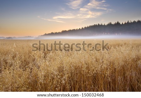 [Obrazek: stock-photo-corn-field-at-foggy-sunrise-150032468.jpg]