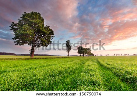 Field of a young green corn at sunset