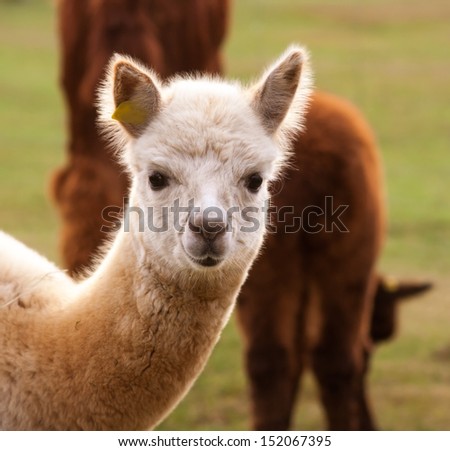 [Obrazek: stock-photo-alpaca-portrait-152067395.jpg]