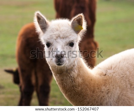 [Obrazek: stock-photo-alpaca-portrait-152067407.jpg]
