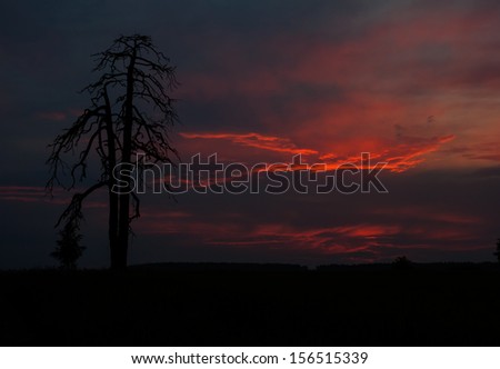 withered tree at sunset