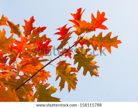 red autumn leaves of oak