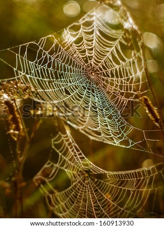 Web of a spider against sunrise in the field covered fogs