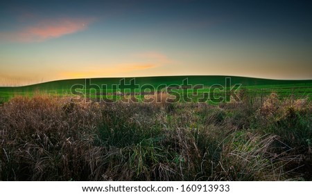 lush green grass on the field. natural composition