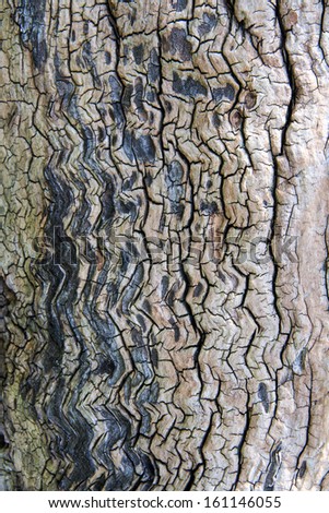 [Obrazek: stock-photo-bark-of-tree-seamless-tileab...146055.jpg]