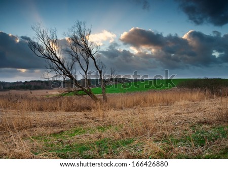 autumnal landscape of withered tree on wild meadow