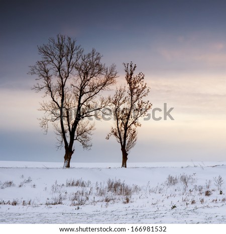 winter field with withered trees