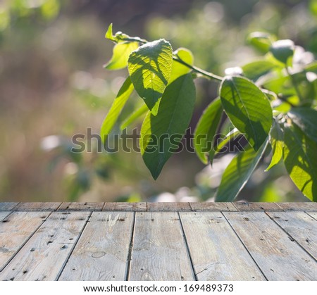 green leaves in morning light with wood floor