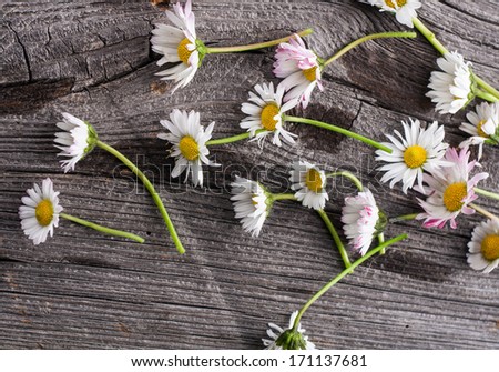 [Obrazek: stock-photo-daisies-on-old-wood-table-171137681.jpg]