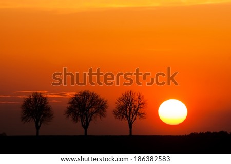 sunset landscape with orange sky and withered trees