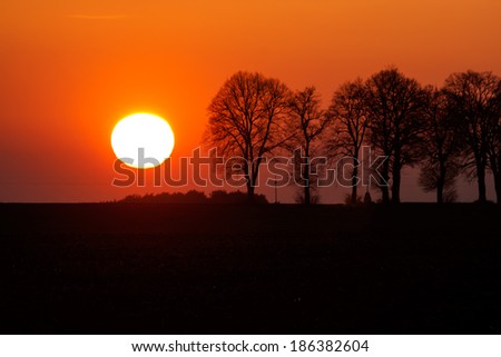 sunset landscape with orange sky and withered trees
