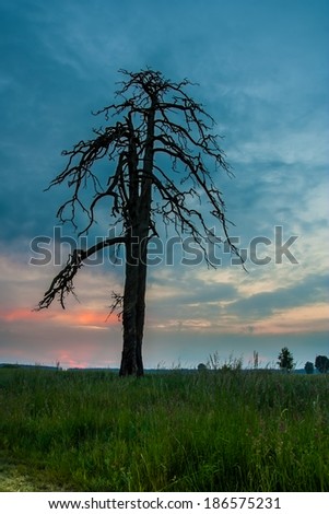 agriculture corn field with dead tree at sunset. field landscape
