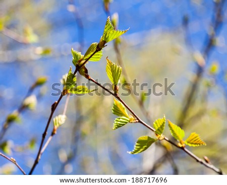 [Obrazek: stock-photo-young-birch-leaves-at-spring...717696.jpg]