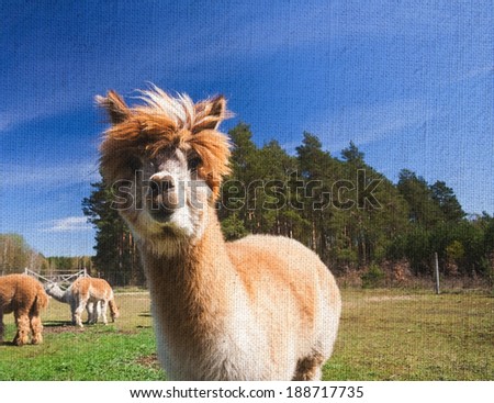 alpaca portrait