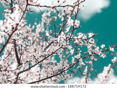 cherry blossoms. vintage painting look