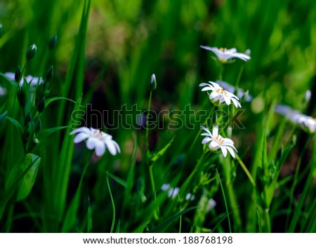small wild flowers blooming in forest. nature background